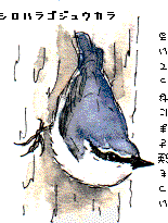 �V���n���S�W���E�J��