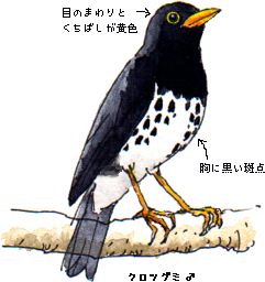 �N���c�O�~