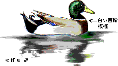 �}�K����