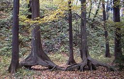 �������̎ʐ^