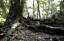 �J�c���̑�؂̎ʐ^