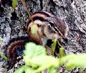 �V�}���X�̎ʐ^