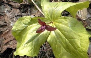 �G�����C�\�E�̎ʐ^