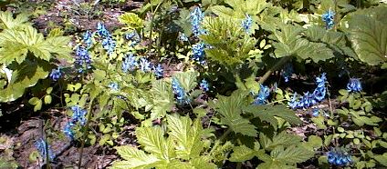 �G�]�G���S�T�N�̌Q���ʐ^