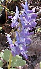 ���̃G�]�G���S�T�N�̎ʐ^