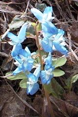 ��F�̃G�]�G���S�T�N�̎ʐ^