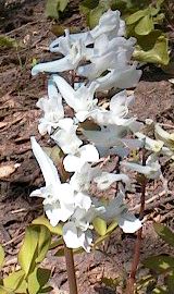 ���̃G�]�G���S�T�N�̎ʐ^