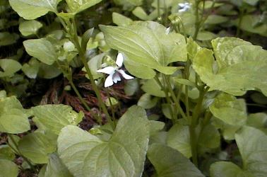 �G�]�m�^�`�c�{�X�~���̎ʐ^