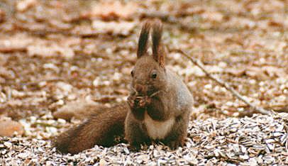 �G�]���X�̎ʐ^����1