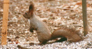 �G�]���X�̎ʐ^����2