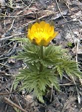 �t�N�W���\�E�̎ʐ^