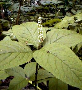 �t�^���V�Y�J�̎ʐ^