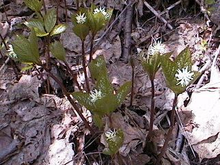 �q�g���V�Y�J�̎ʐ^