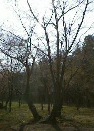 �T�N���̕W�{�؂̎ʐ^