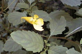 �L�c���t�l�̎ʐ^