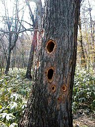 �N�}�Q���̐A���̎ʐ^