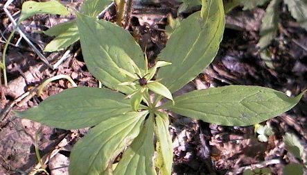 �N���}�o�c�N�o�l�\�E�̎ʐ^