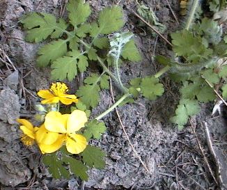 �N�T�m�I�E�̎ʐ^