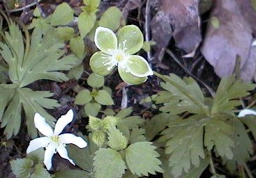 �~�h���j�����\�E�̎ʐ^