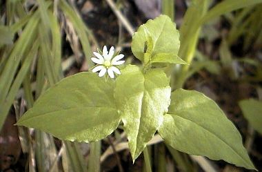 �~���}�n�R�x�̎ʐ^