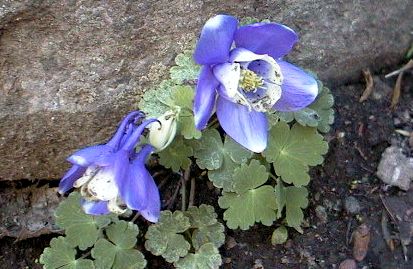 �~���}�I�_�}�L�̎ʐ^