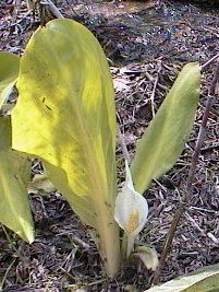 �~�Y�o�V���E�̎ʐ^