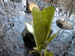 �~�Y�o�V���E�̎ʐ^