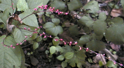 �~�Y�q�L�̎ʐ^