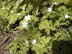 �j�����\�E�̎ʐ^