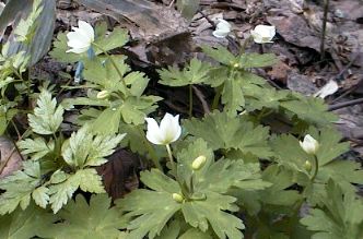 �j�����\�E�̎ʐ^