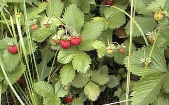 �G�]�w�r�C�`�S�̎ʐ^�@���̂P