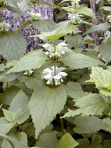 �I�h���R�\�E�̎ʐ^