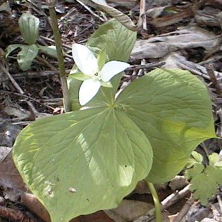 �I�I�o�i�m�G�����C�\�E�̎ʐ^