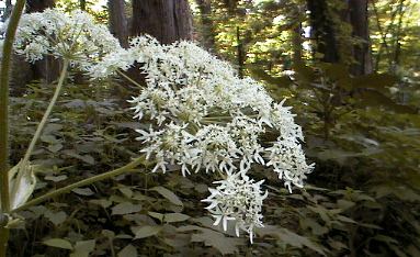 �I�I�n�i�E�h�̎ʐ^