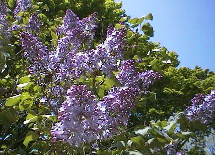 ���C���b�N�̎ʐ^