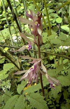 �T�C�n�C�����̎ʐ^