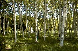 �V���J�o�̗т̎ʐ^