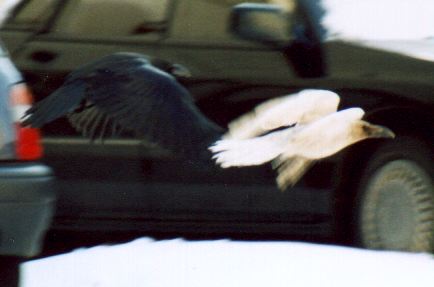 �����J���X�̎ʐ^