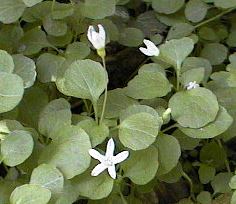 �^�j�M�L���E�̎ʐ^�i�A�b�v�j