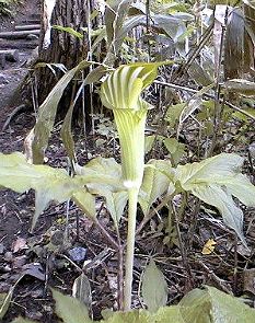 �R�E���C�e���i���V���E�̎ʐ^