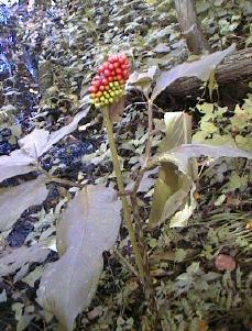 �e���i���V���E�̎��̎ʐ^