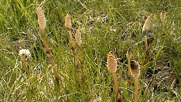 �c�N�V�̎ʐ^