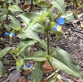 �c���N�T�̎ʐ^